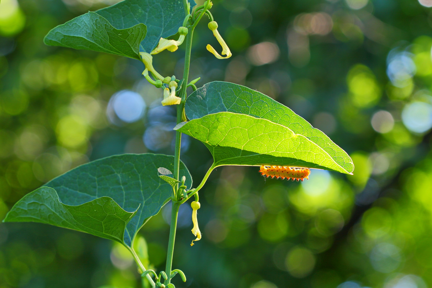 Image of Aristolochia clematitis specimen.