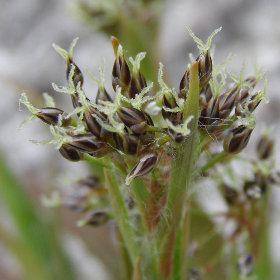 Image of Luzula pilosa specimen.