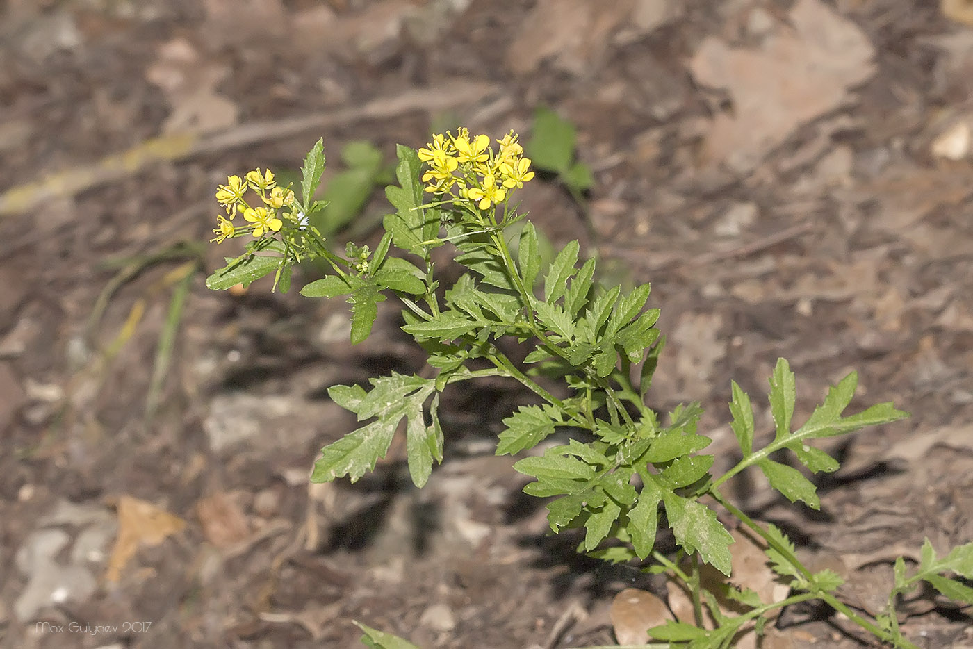 Image of genus Rorippa specimen.