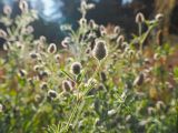 Trifolium arvense