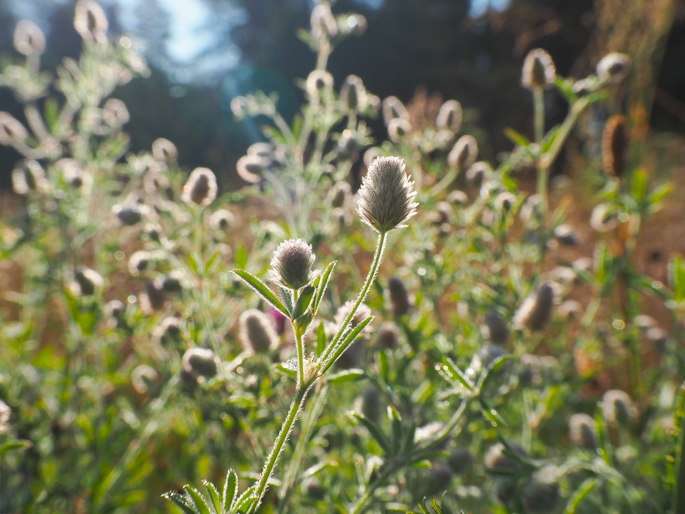 Image of Trifolium arvense specimen.