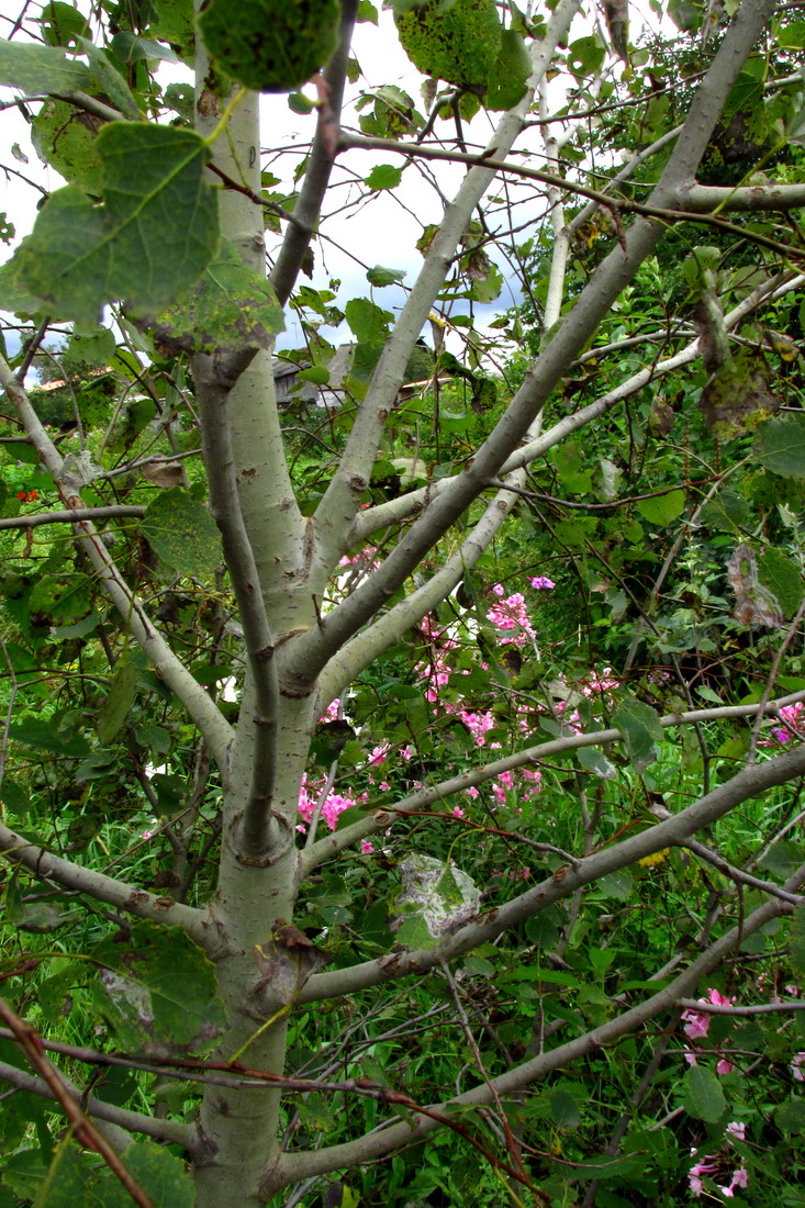 Image of Populus tremula specimen.