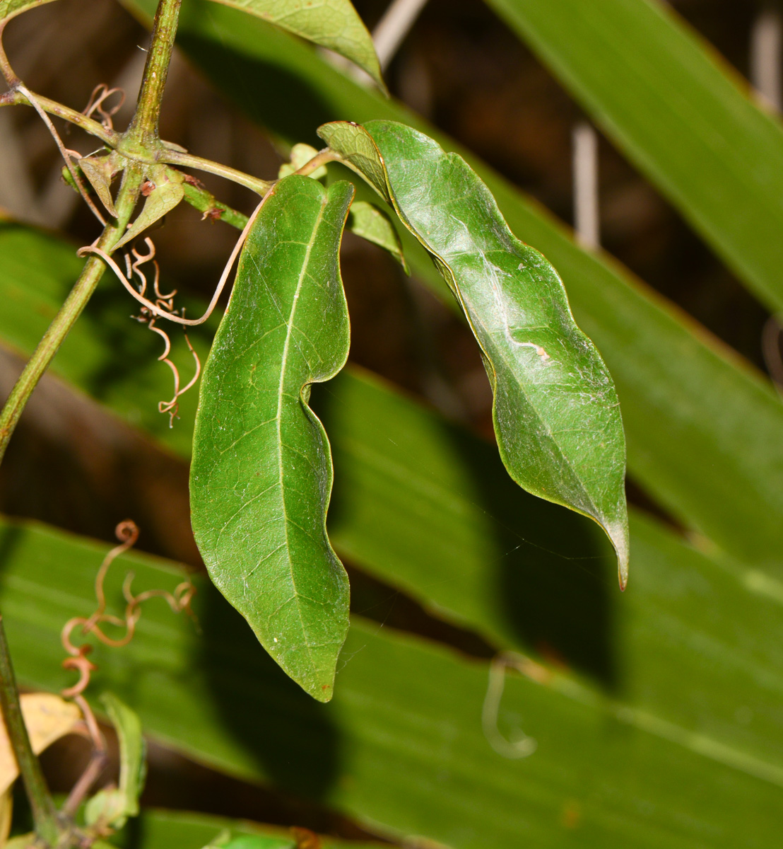 Image of Bignonia capreolata specimen.