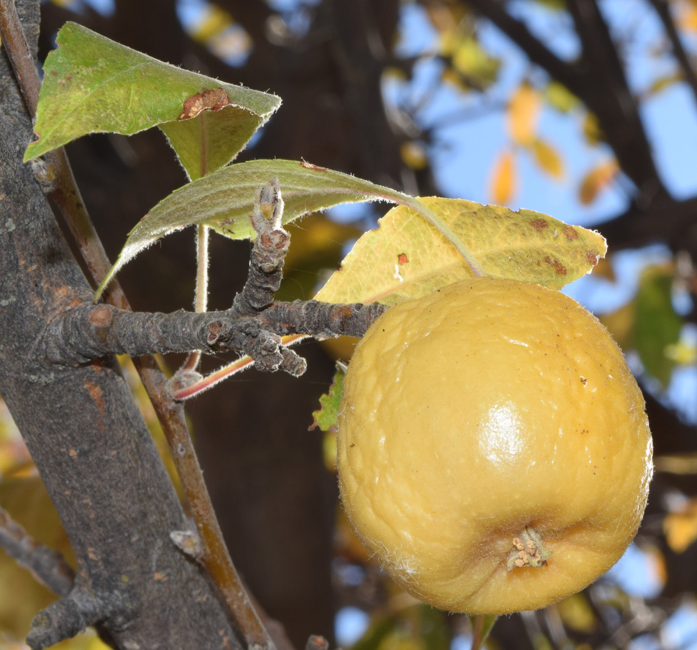 Изображение особи Malus domestica.