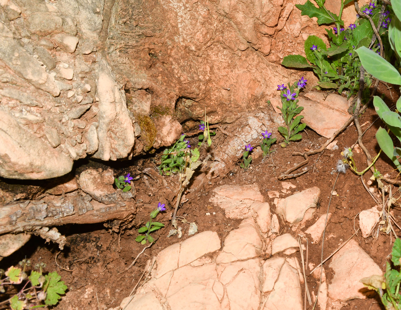 Image of Campanula hierosolymitana specimen.