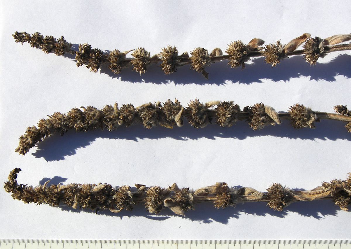 Image of Stachys germanica specimen.