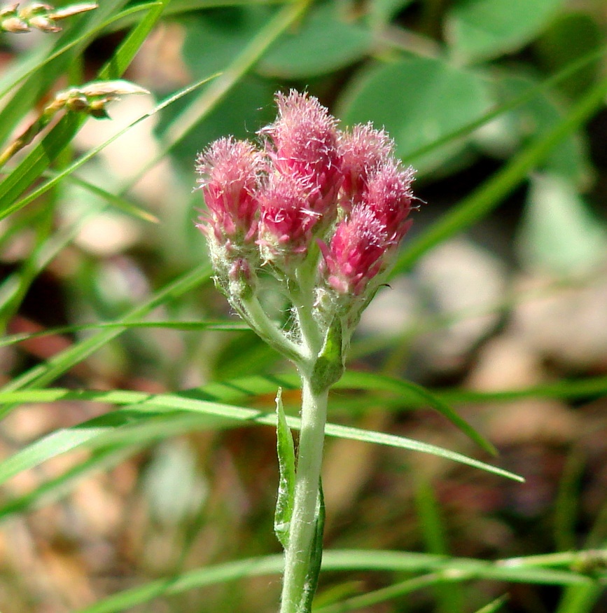 Изображение особи Antennaria dioica.