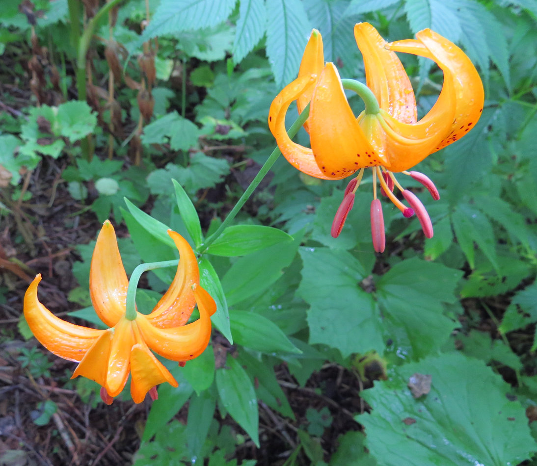 Image of Lilium debile specimen.