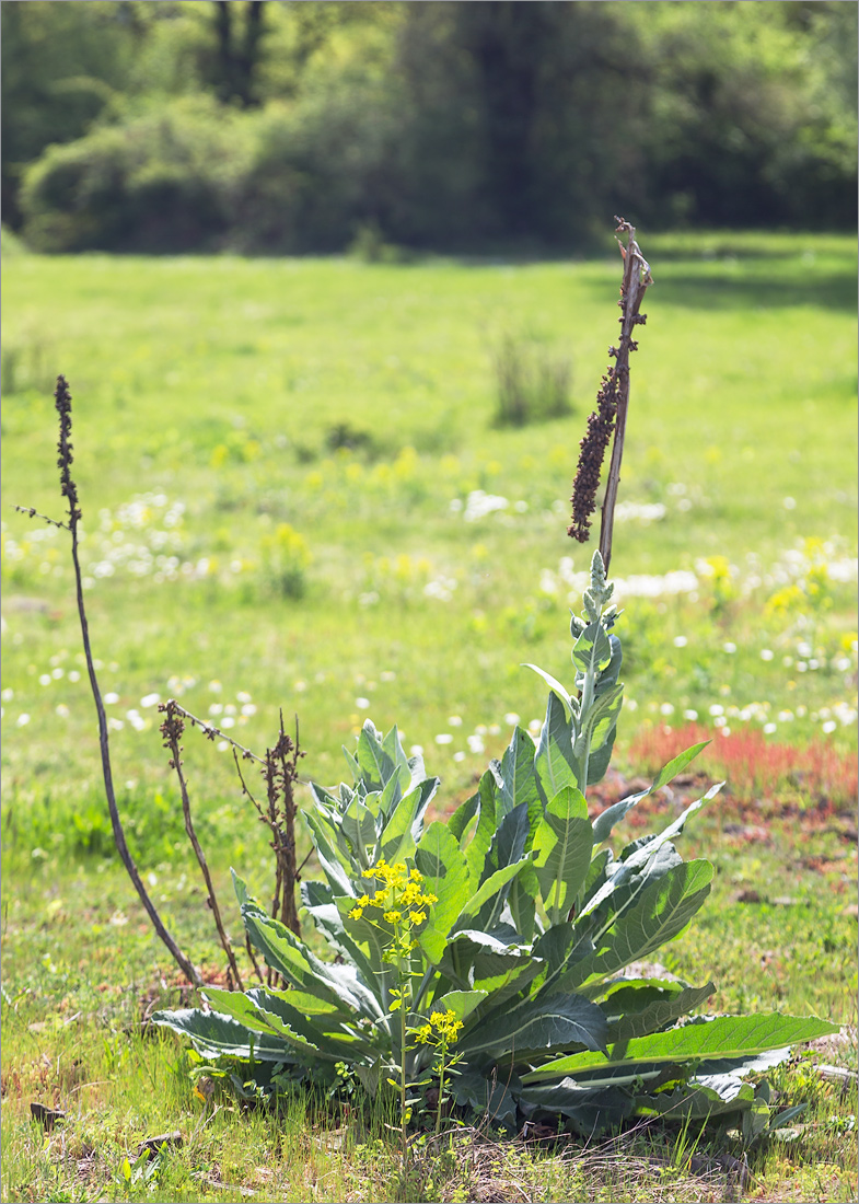 Изображение особи род Verbascum.