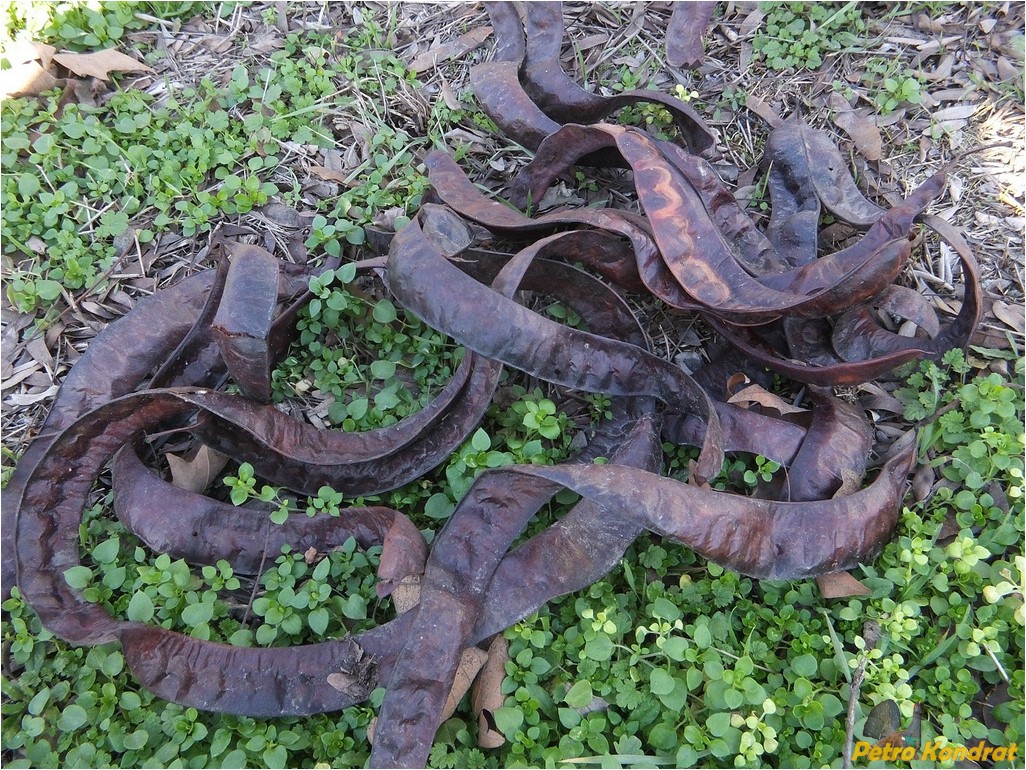 Изображение особи Gleditsia triacanthos.