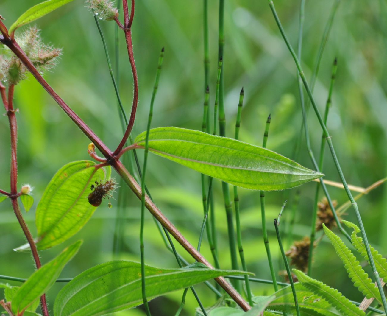 Image of Osbeckia stellata specimen.