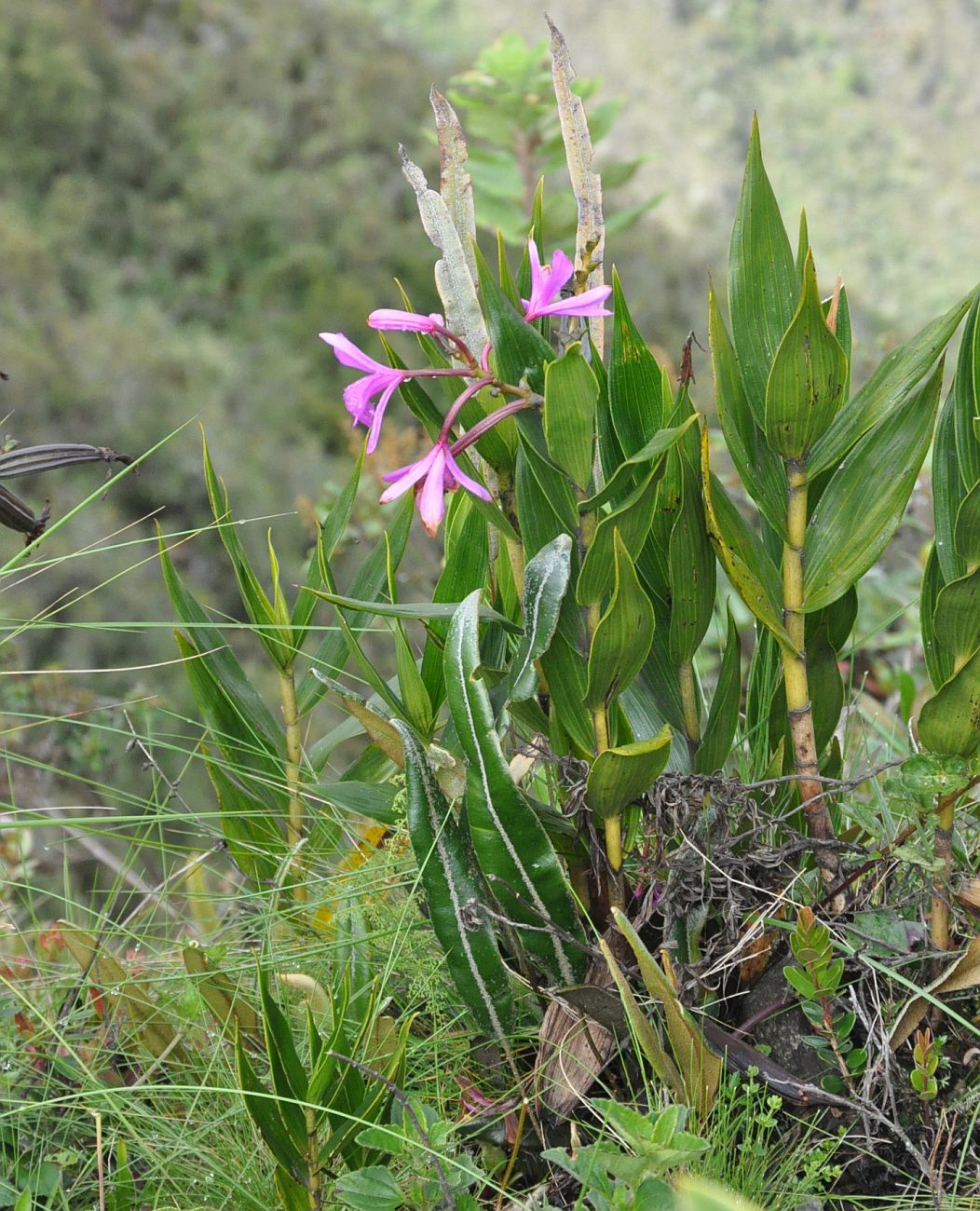 Image of Sobralia dichotoma specimen.