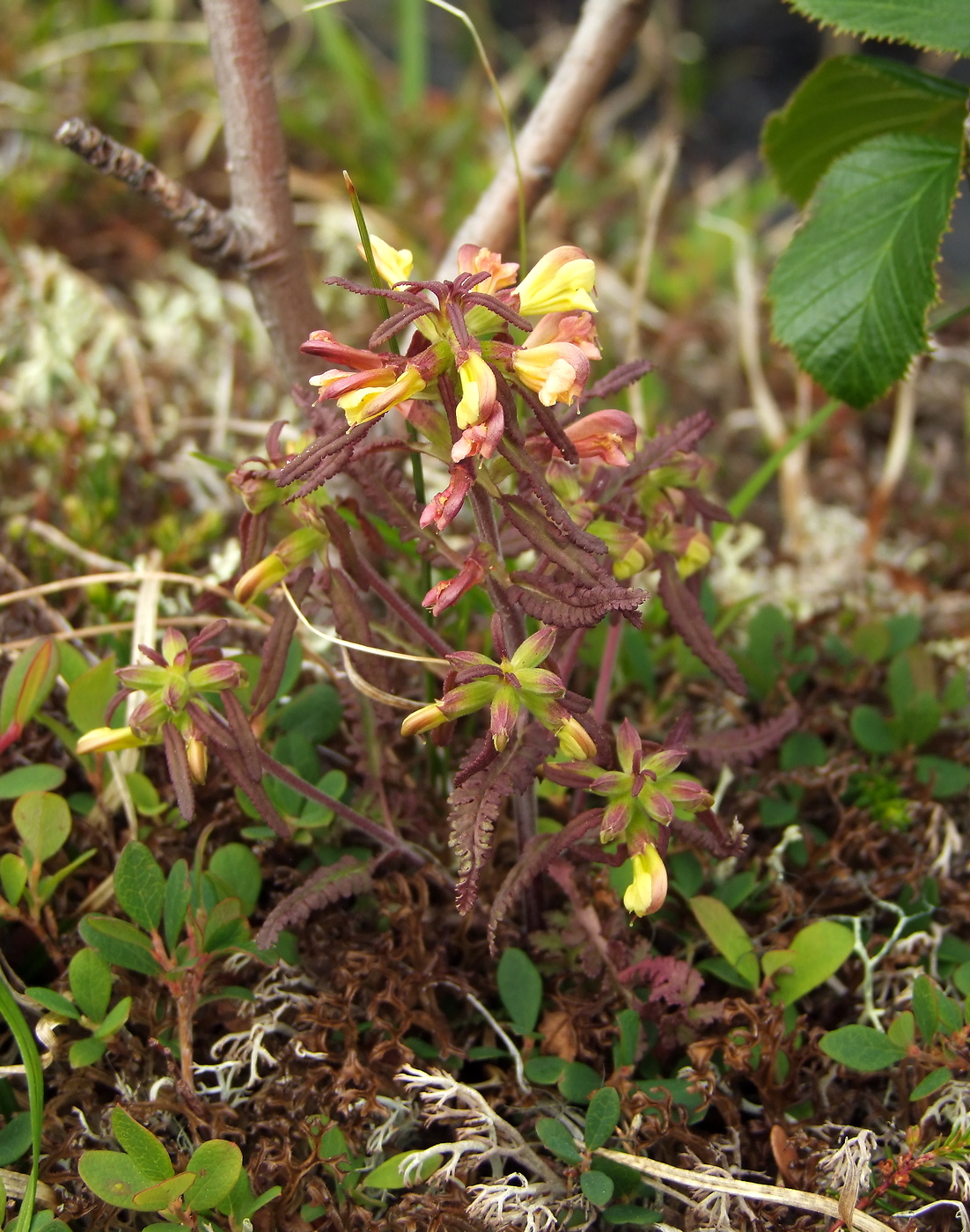 Image of Pedicularis labradorica specimen.