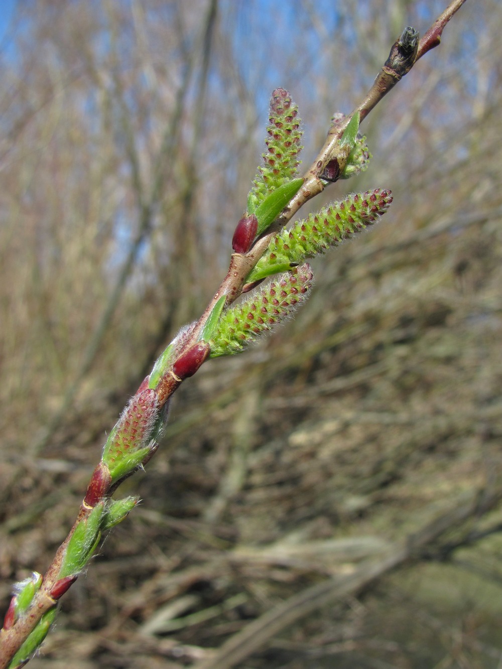 Image of Salix elbursensis specimen.