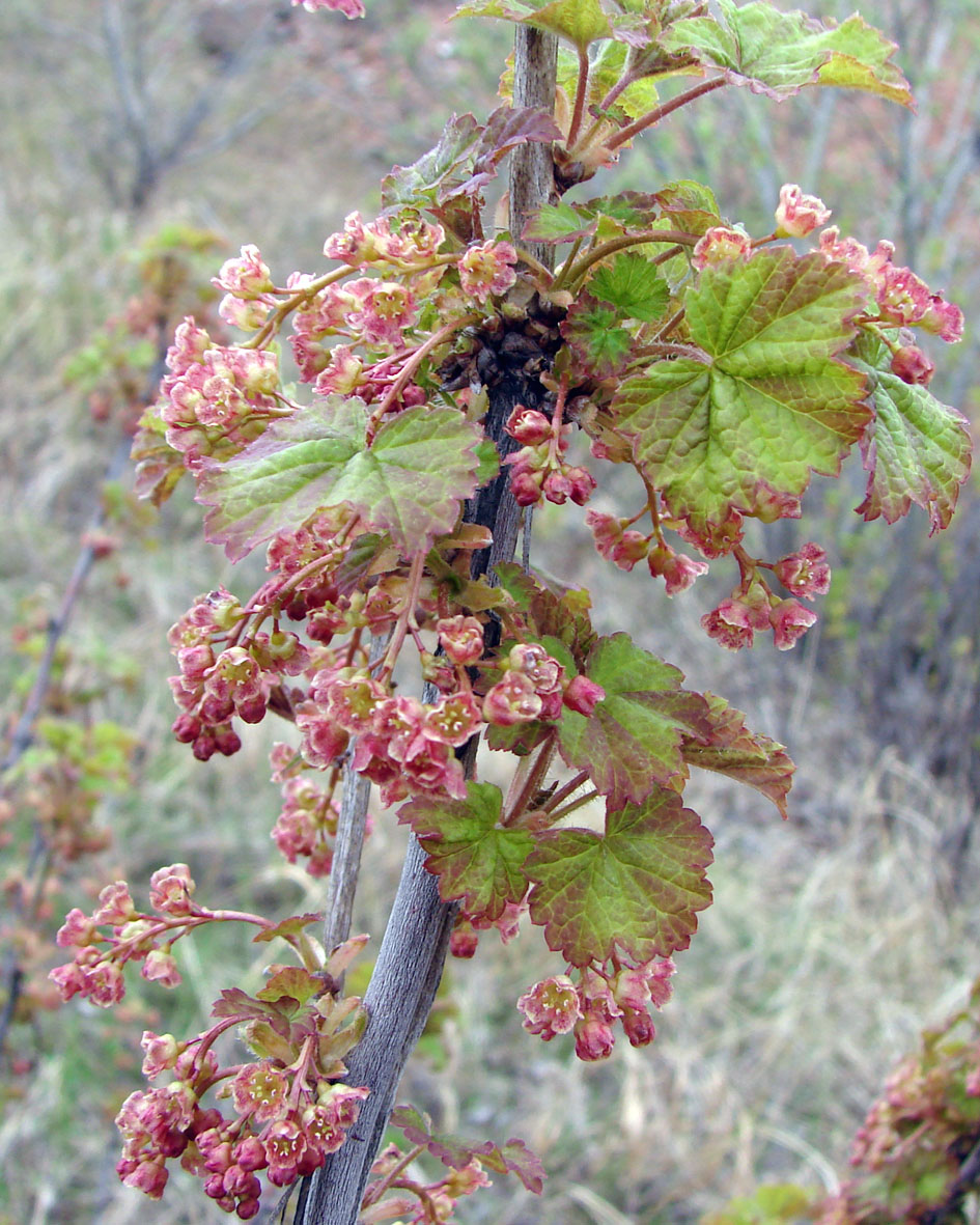 Image of Ribes glabrum specimen.