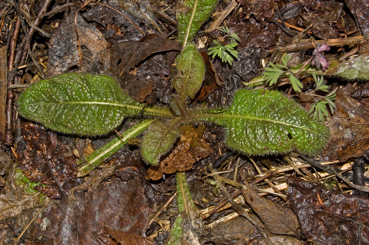 Image of class Magnoliopsida specimen.