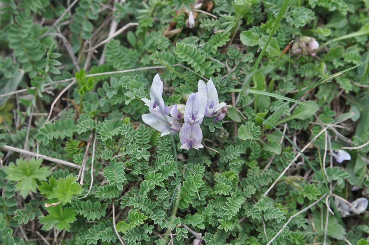 Image of Astragalus levieri specimen.