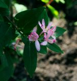 Lonicera tatarica. Верхушка цветущего побега. Пермский край, г. Пермь, Ленинский р-н, мкр-н Центр, озеленение. 23.06.2018.