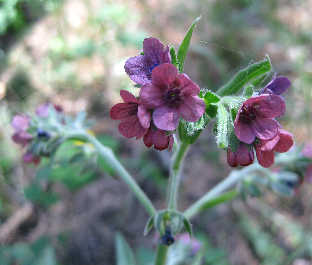 Изображение особи Cynoglossum officinale.