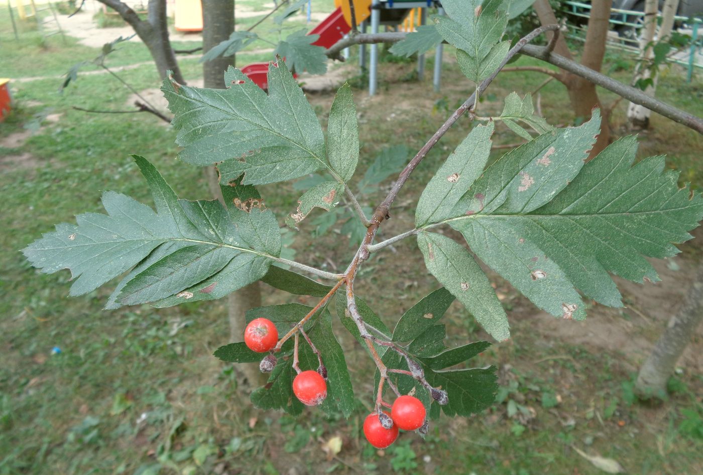 Image of Sorbus hybrida specimen.