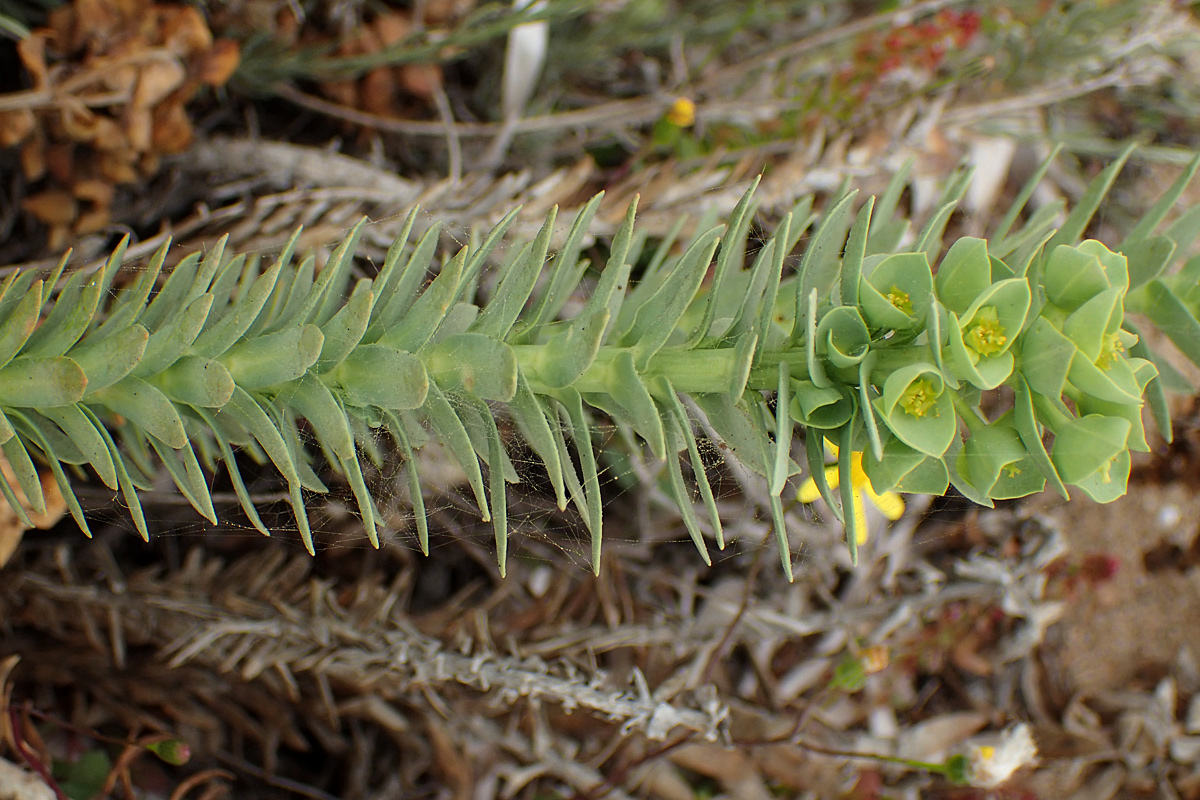 Image of Euphorbia paralias specimen.