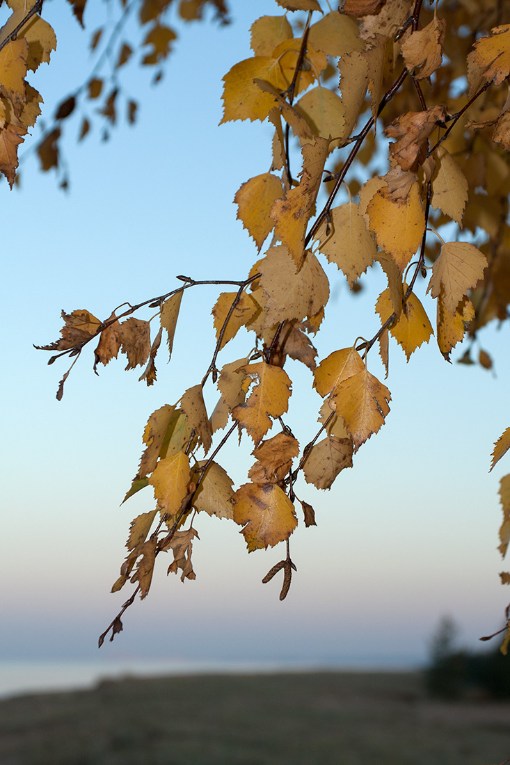 Image of Betula pendula specimen.