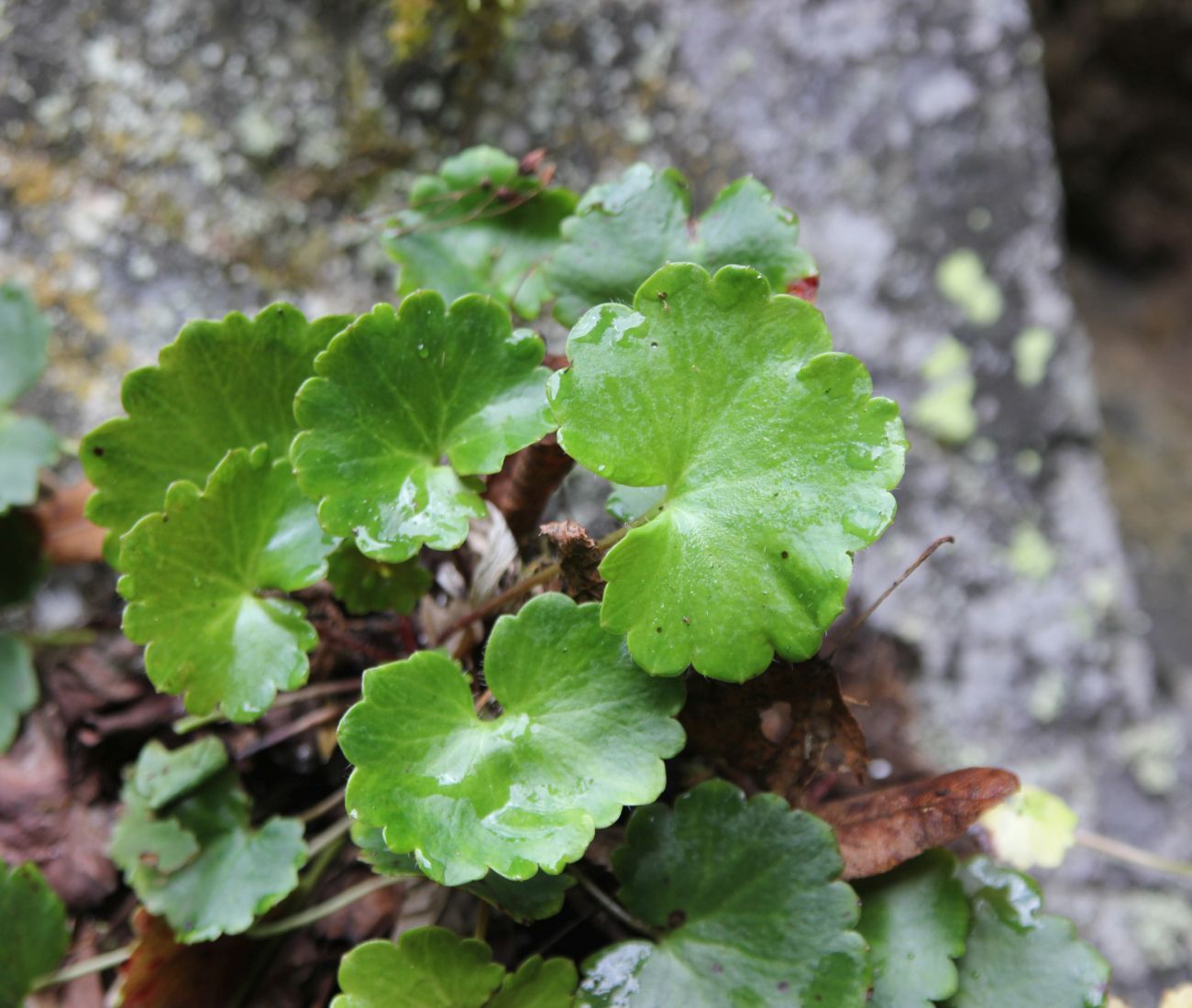 Image of Saxifraga repanda specimen.