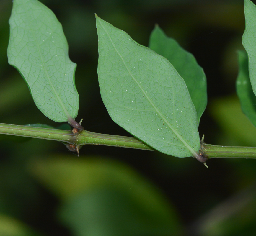 Image of Thunbergia erecta specimen.