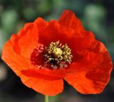 Papaver rhoeas