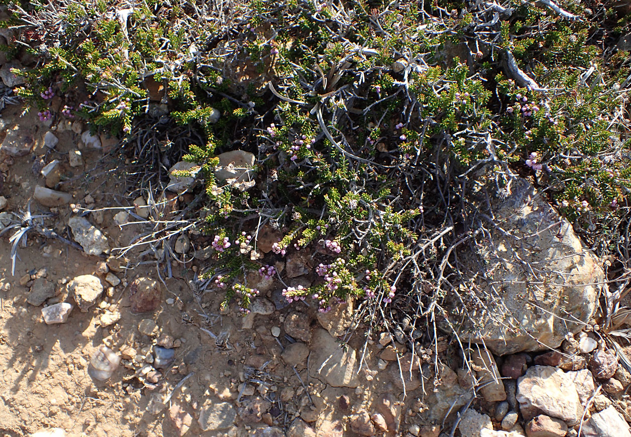 Image of Erica manipuliflora specimen.