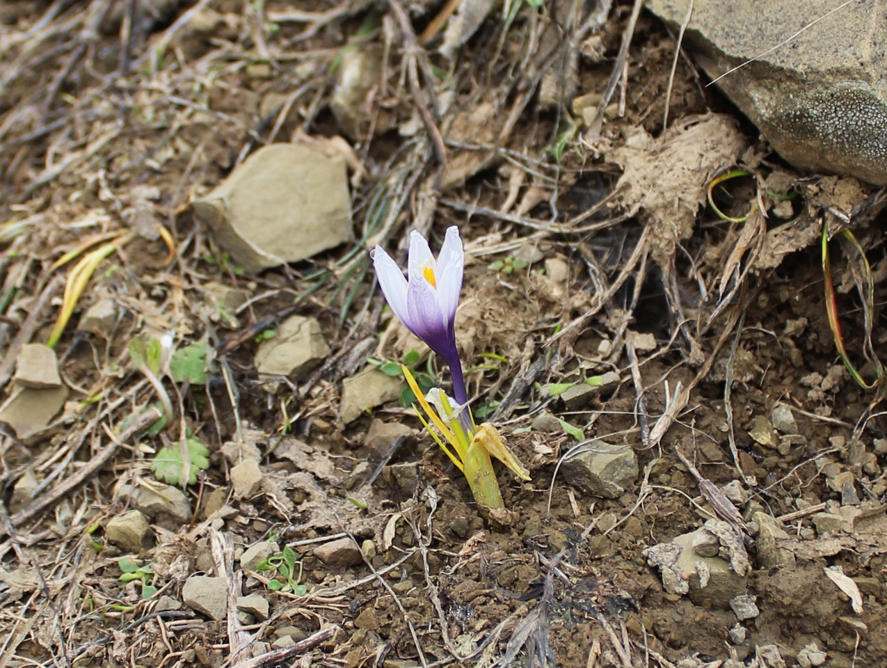 Image of Crocus michelsonii specimen.