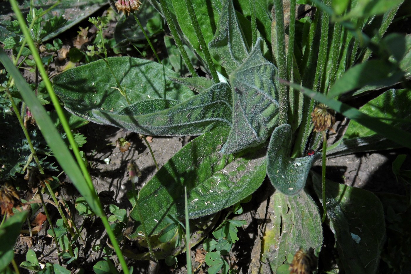 Image of Plantago media specimen.