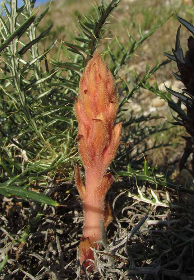 Image of Orobanche centaurina specimen.