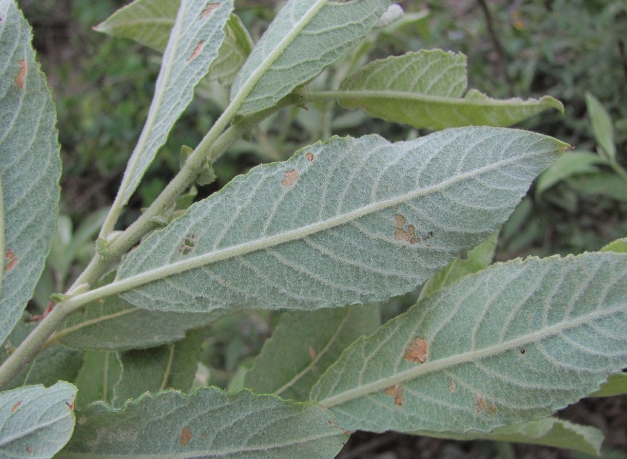 Image of Salix cinerea specimen.