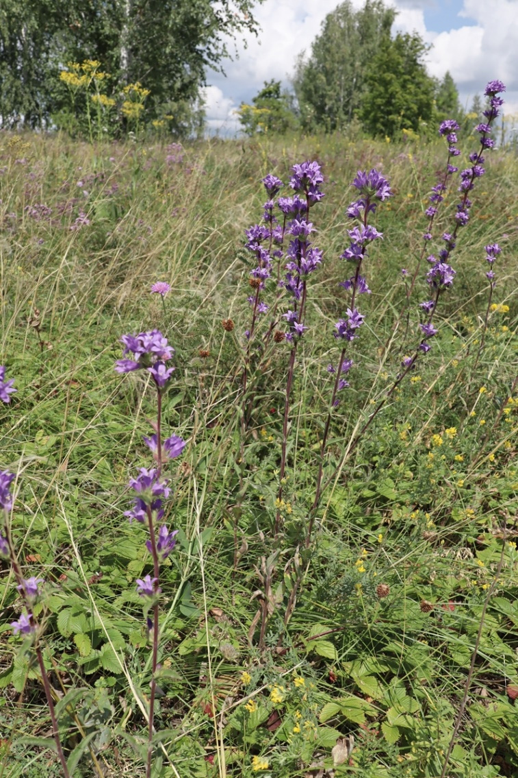 Image of Campanula farinosa specimen.