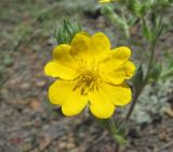 Potentilla recta