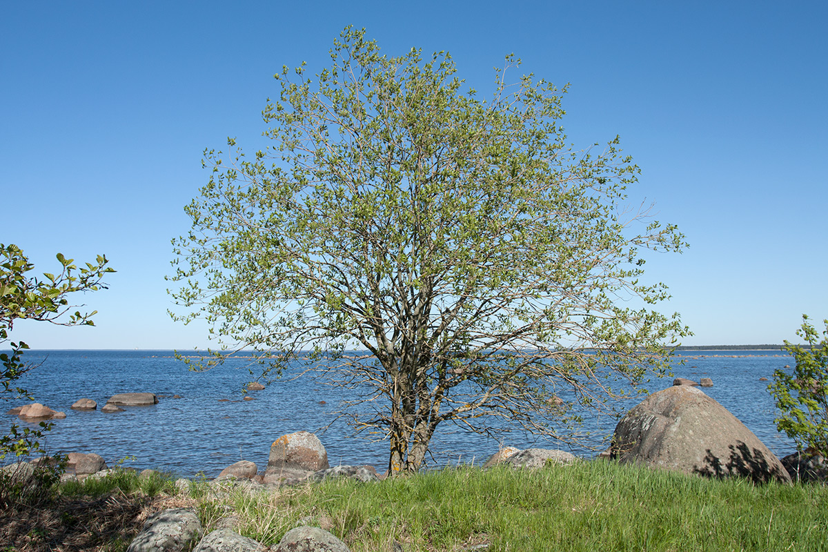 Image of Salix caprea specimen.