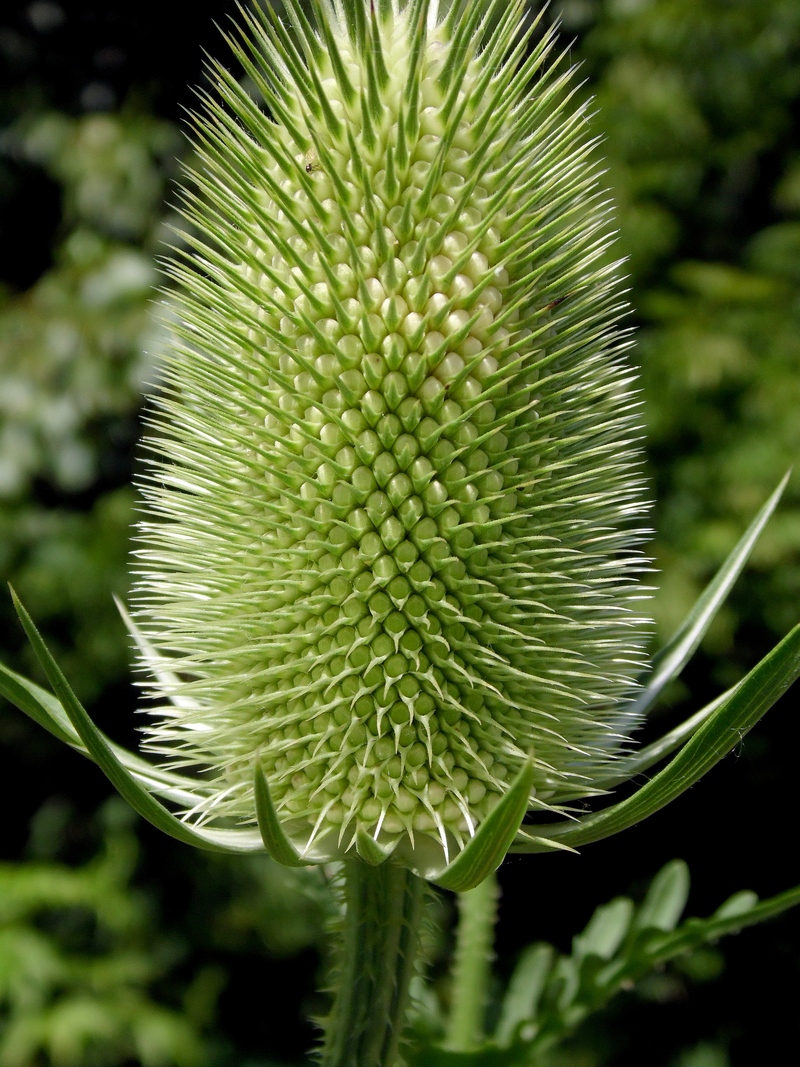 Изображение особи Dipsacus laciniatus.