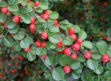 Cotoneaster horizontalis. Ветви с плодами. Астраханская обл., г. Астрахань, Петровская набережная, в культуре. 19.09.2019.