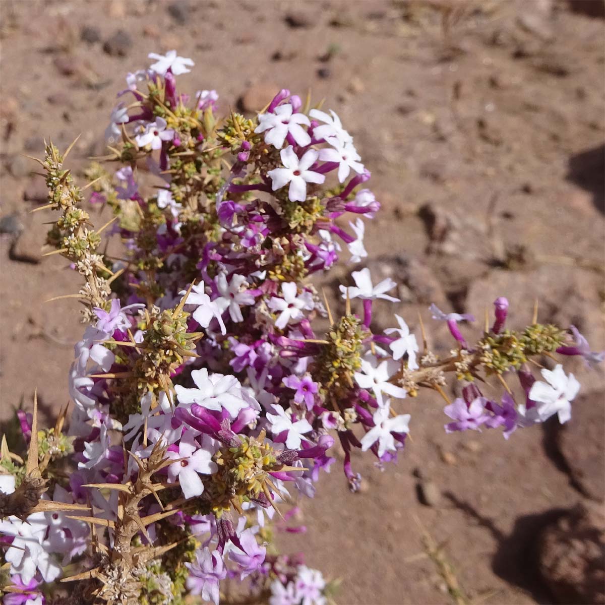 Изображение особи Junellia seriphioides.