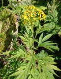 Senecio cannabifolius