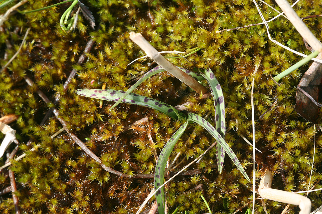 Image of Dactylorhiza traunsteineri specimen.