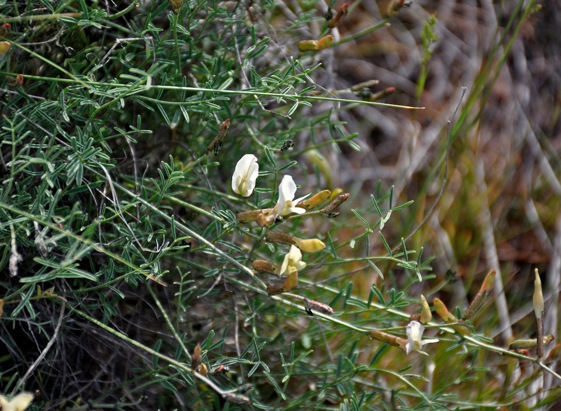 Изображение особи Astragalus ucrainicus.