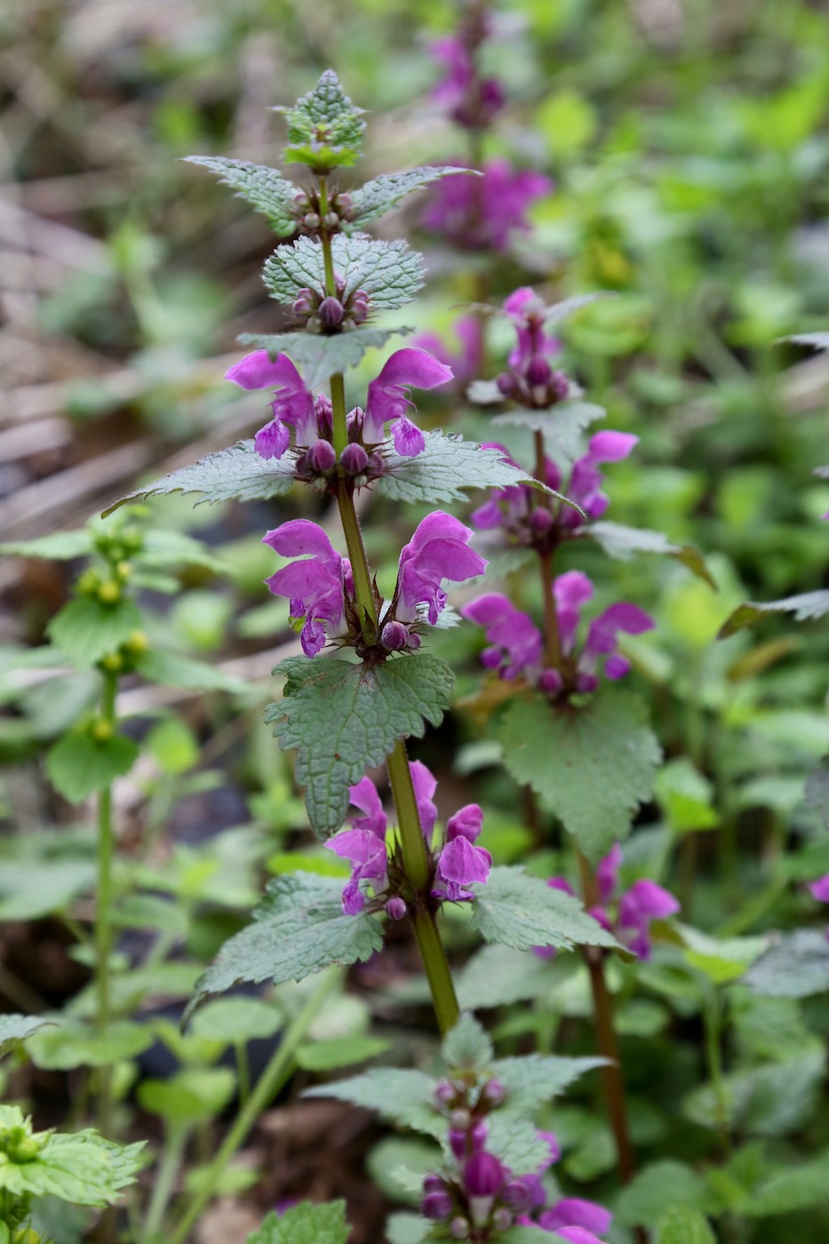 Изображение особи Lamium maculatum.