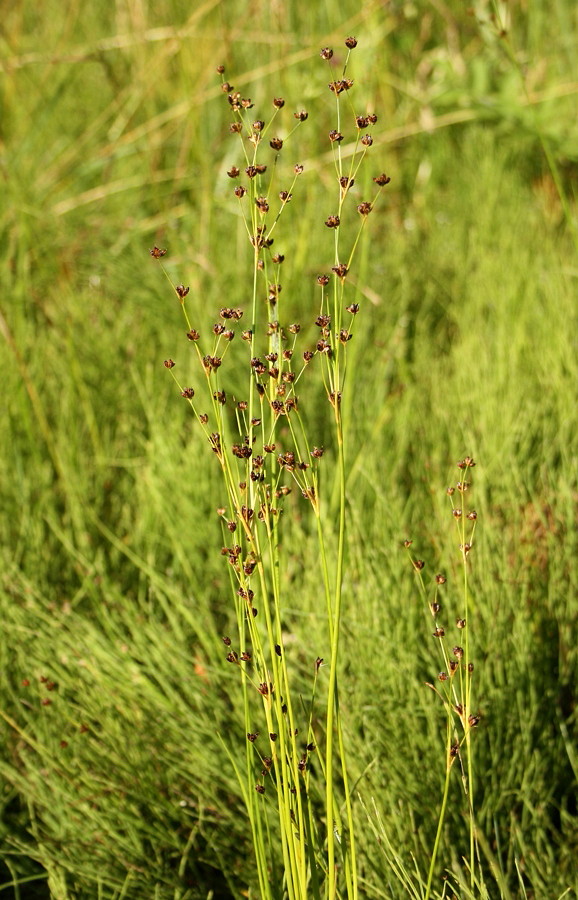 Изображение особи Juncus articulatus.