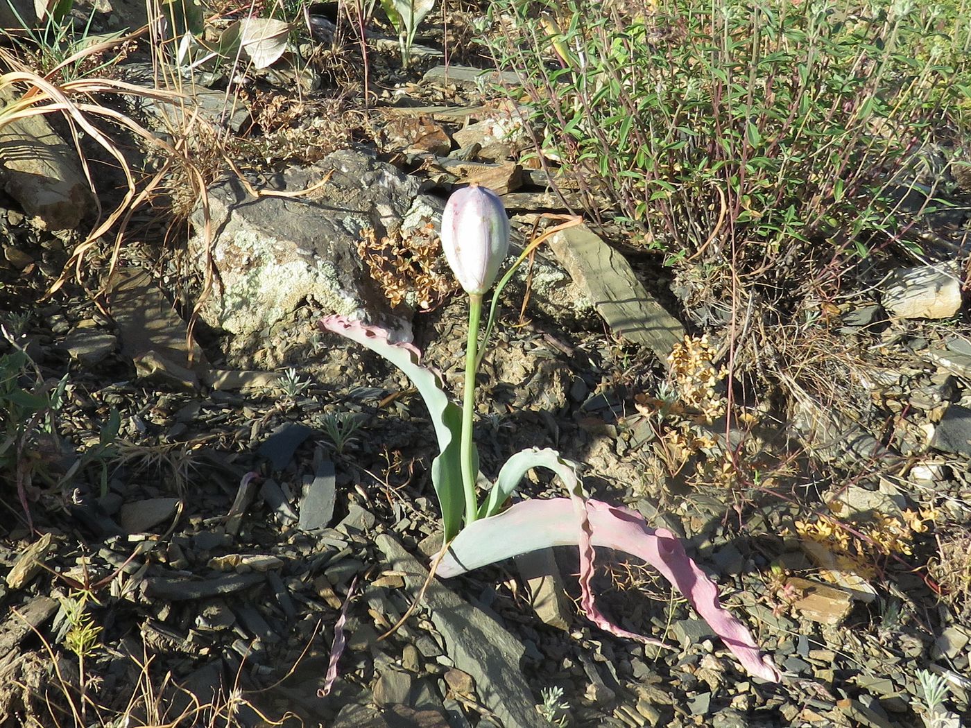 Image of Tulipa korolkowii specimen.