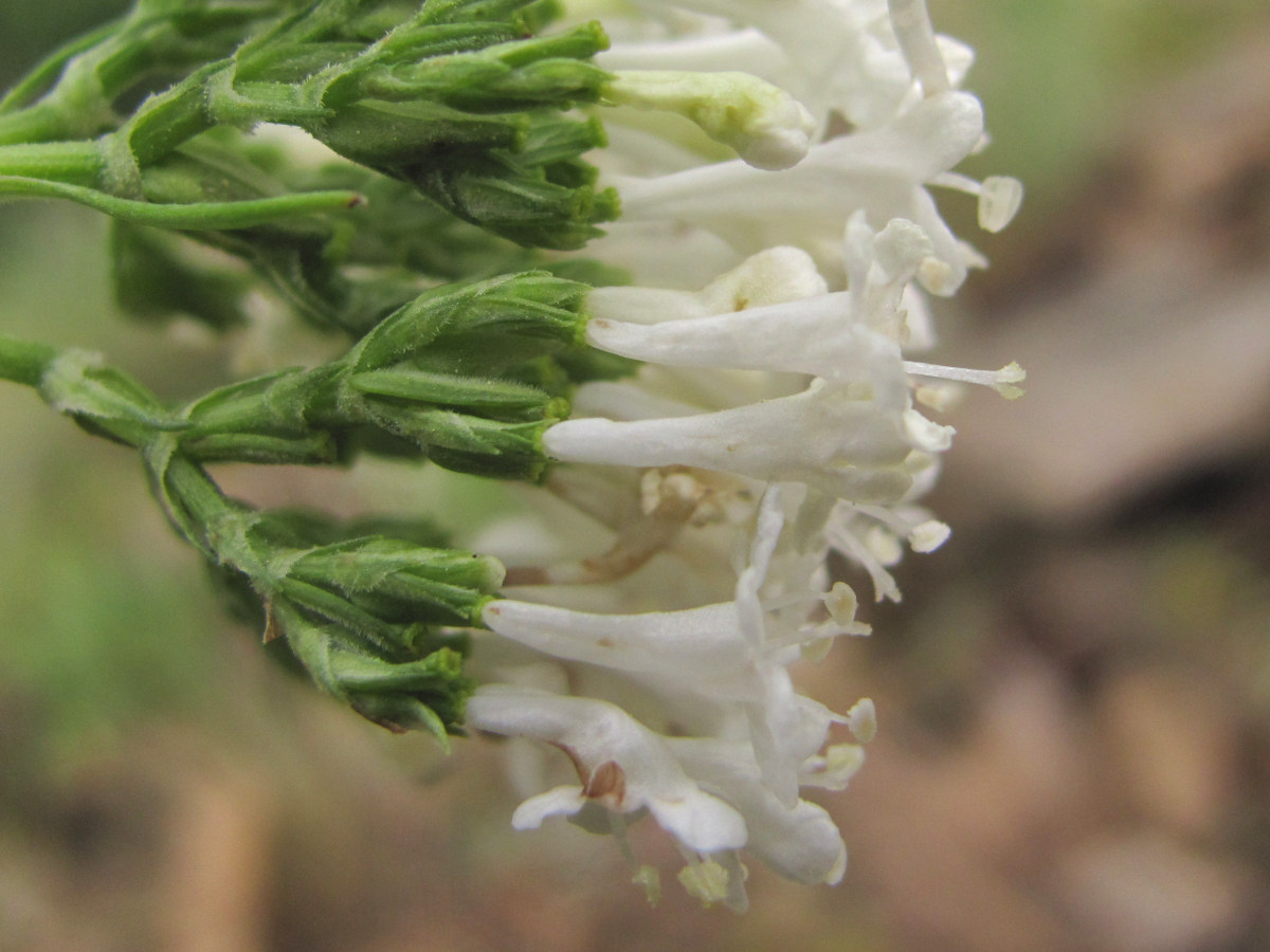 Image of Valeriana cardamines specimen.