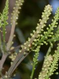 Cussonia paniculata