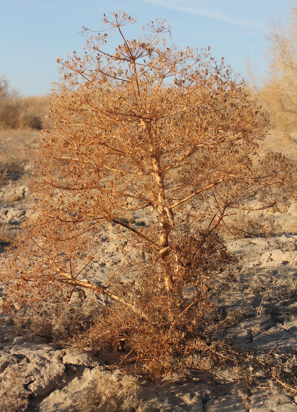 Image of Ferula varia specimen.