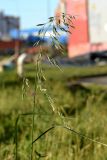 Festuca arundinacea